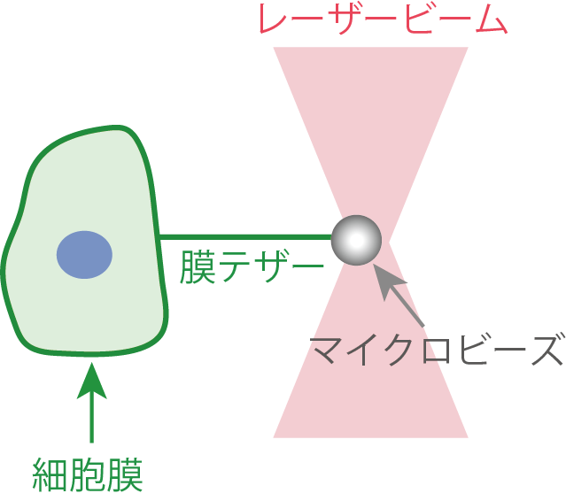 光ピンセットによる細胞膜張力の測定