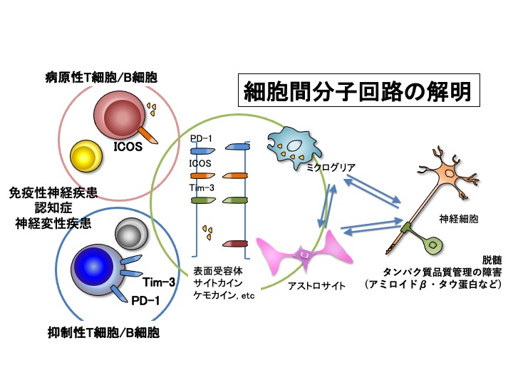 免疫-神経連関と細胞間相互作用