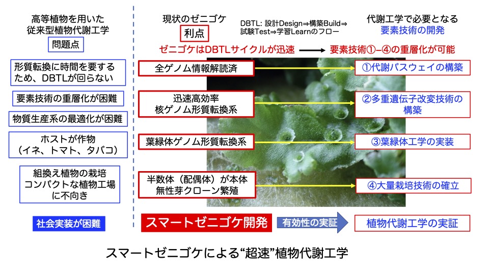 超速ゼニゴケ工学の特徴