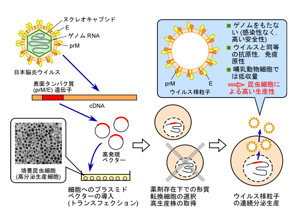 組換え昆虫細胞による日本脳炎ウイルス様粒子の生産