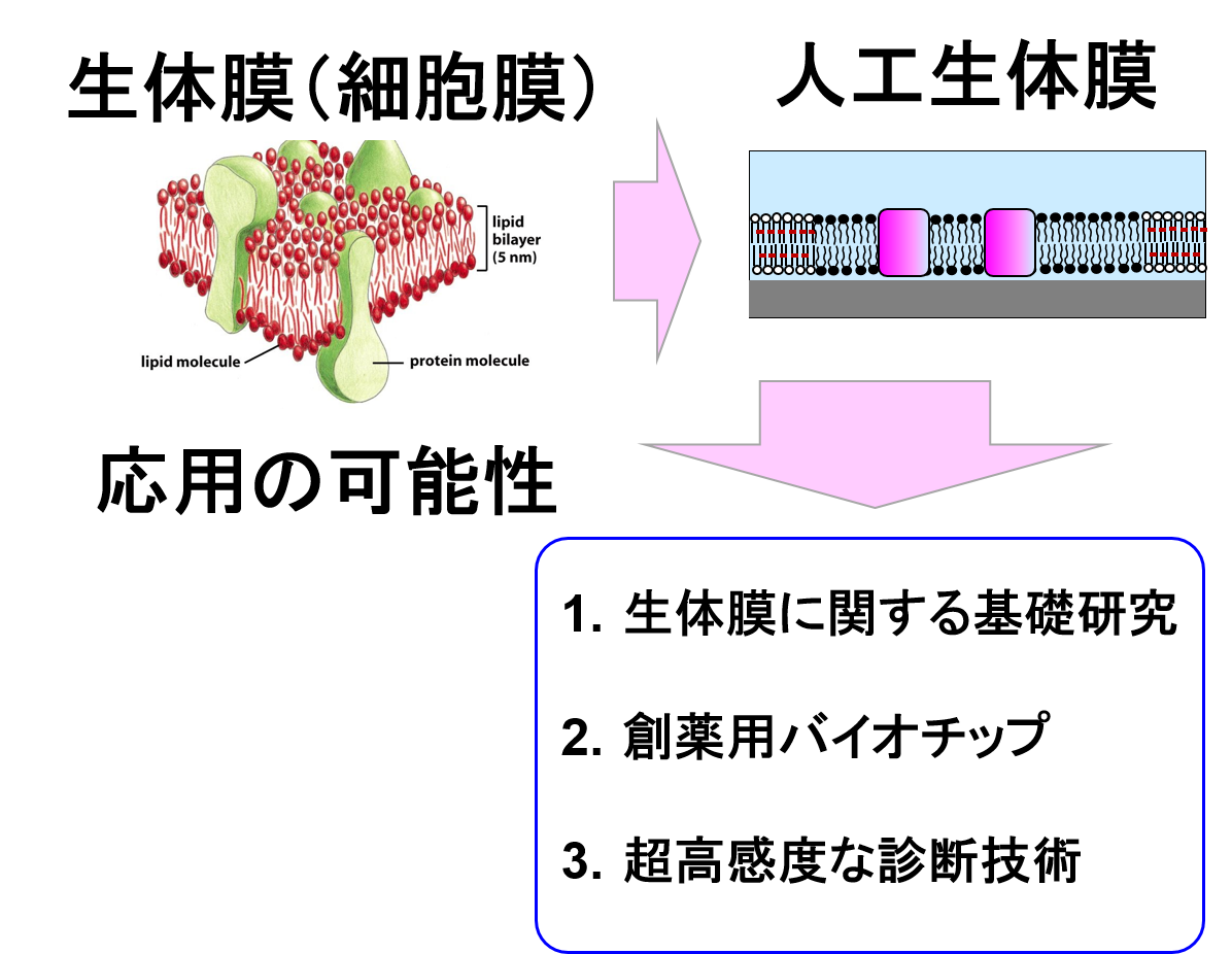 図1：人工生体膜を用いた生体膜機能の再現