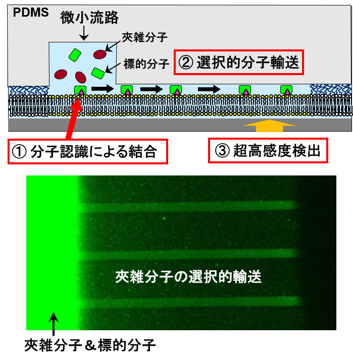 図2：人工生体膜とナノ空間を用いた超高感度計測